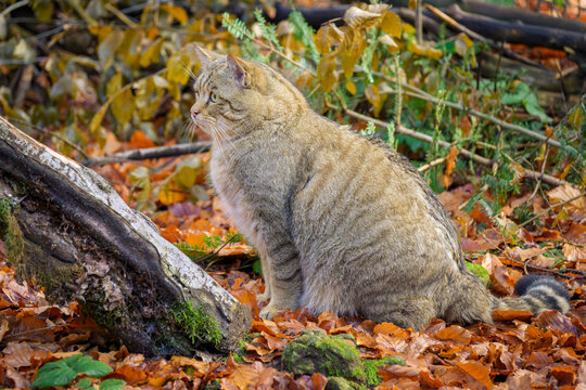 European Wild Cat (Felis silvestris) sitting in the forest, Germany.