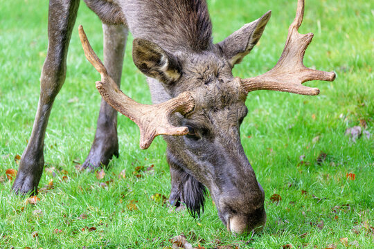 Moose or elk (Alces alces), bull elk browsing on grass in a forest, Germany.