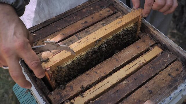 Beekeeper at work. Wooden bee hive
