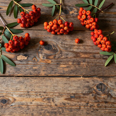 Naklejka premium Autumn harvest and seasonal decor, vibrant red rowan berries with green leaves on rustic wooden background