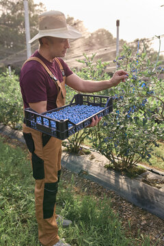 Farmer picking fresh blueberries on a farm.