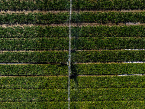 Eemshaven, Groningen, Netherlands - 13 August 2026: Aerial view of an irrigation system watering lush green crops in a large agricultural field.