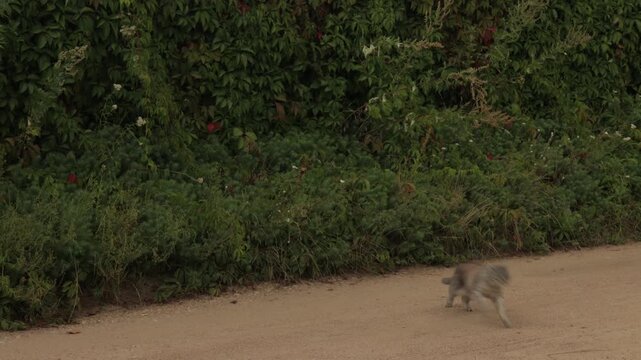 Gray tabby cat sitting on a path near green bushes before suddenly running away
