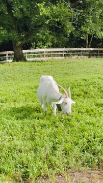 White goat with horns grazing in a lush green pasture