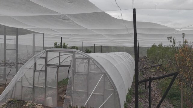 Vegetable Food Forest Grrenhouse in Klein Karoo Western Cape
