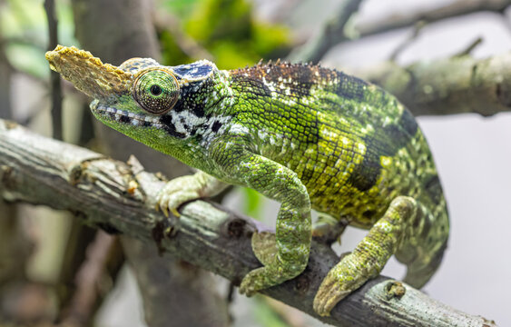 Close-up view of a Vosseler's blade-horned chameleon (Kinyongia vosseleri)