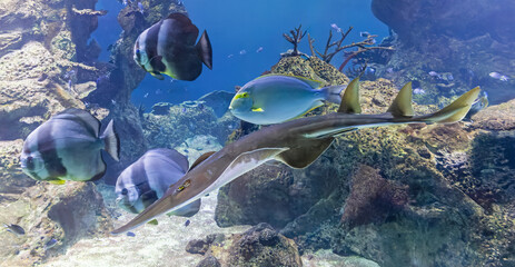Fototapeta premium Association of Tropical reef fishes with a Blackchin guitarfish (Glaucostegus cemiculus) in front 