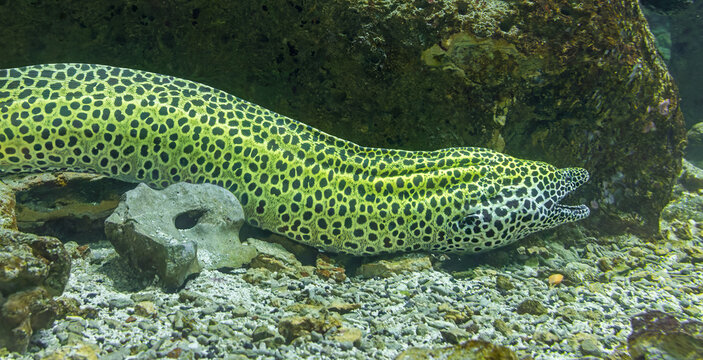 Siede view of a laced moray (Gymnothorax favagineus)