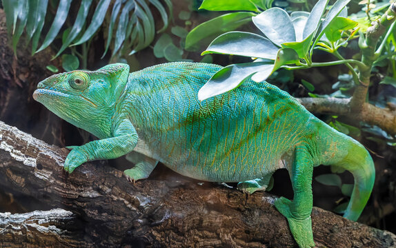 Close-up view of a female Parson's chameleon (Calumma parsonii)