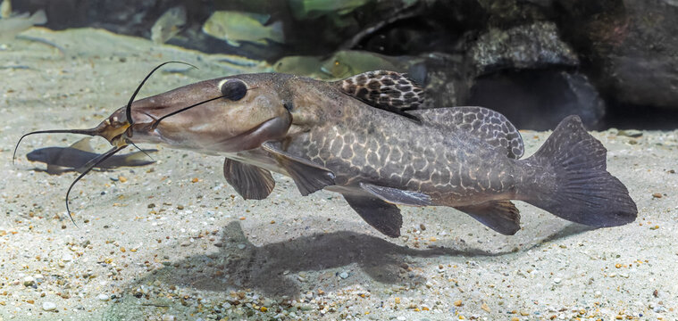 Close-up view of a Giraffe catfish (Auchenoglanis wittei)