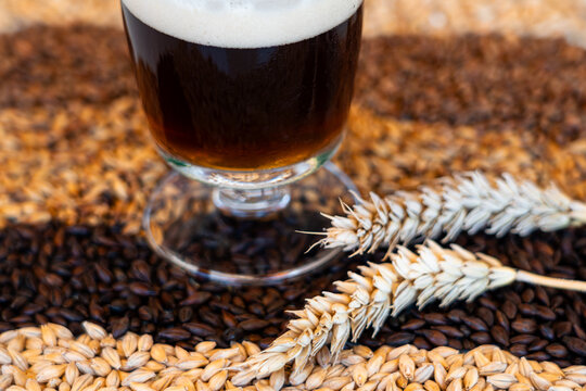 Craft beer. Oktoberfest. Toasted beer glass with ears of barley and wheat grains of different varieties.