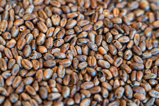 Caramelized wheat malt, CaraWheat, a special ingredient used in brewing beer.