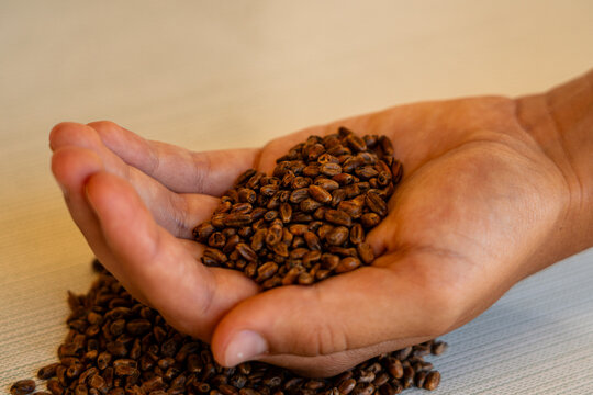 Craft beer. Hand showing malted grains used in brewing beer.