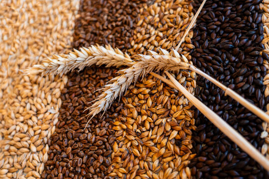 Gradation of different types of malted barley and cereal grains arranged according to their level of roasting, accompanied by ears of corn.