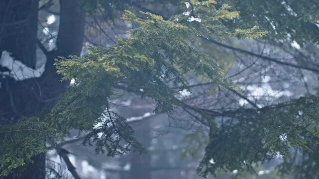 Atmospheric Close-Up of Evergreen Branches in a Misty and Foggy Winter Forest Landscape