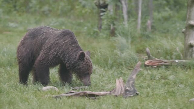 Brown bear walks through a wet bog area, flipping over rocks with its paws and looking for food