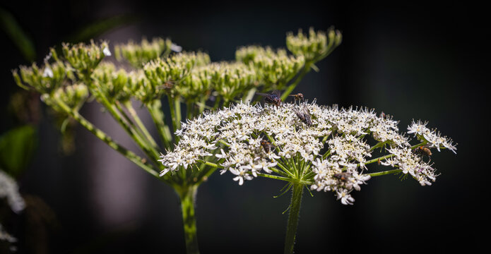 Flies gathering on wild carrot flower in Tux