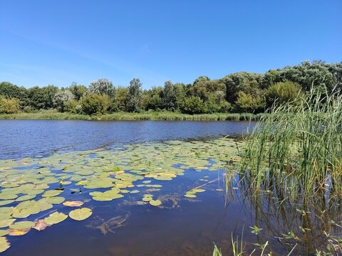 Scenic summer river landscape with yellow water lilies and green reeds growing on the riverbank under a clear blue sky