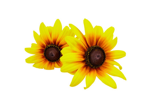 two yellow sunflowers with black core isolated on white or transparent png