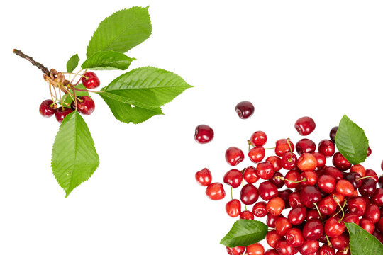 corner or edge of many fresh cherries of cherry branch with green leaves isolated on white or transparent png