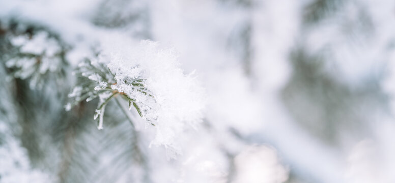 Snowy fir branch with soft winter bokeh, natural holiday background.
