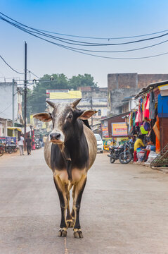 Indian cow standing in the middle of the road in Orchha, india