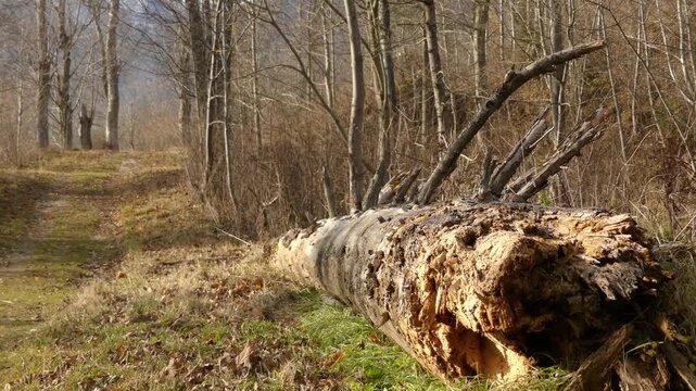 Beautiful little girl in a pink jacket near old felled a large tree.