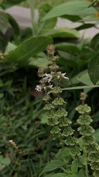 Close-up vertical footage of a flowering basil plant showing a tall flower spike covered with tiny white tubular flowers, developing flower clusters, and green leaves.
