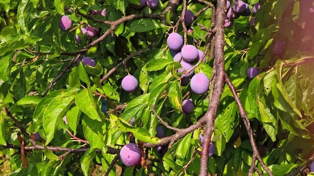 Close-up of ripe purple Stanley plums hanging on leafy tree branches under bright natural sunlight in a rural orchard in Iași, Romania.