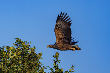 Bielik © Konrad