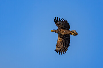 Bielik © Konrad
