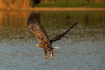 Bielik © Konrad