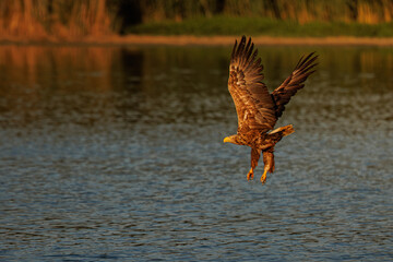 Bielik © Konrad