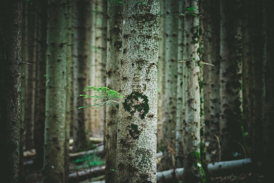 Atmosfera misteriosa in una foresta ombrosa avvolta da luce naturale soffusa