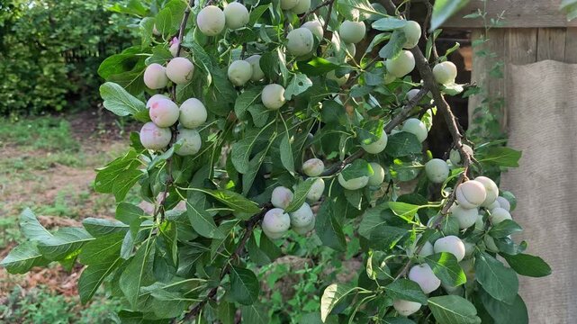 Close-up of ripening pale green and pinkish Greengage (Reine Claude) plums hanging on a branch in a rural orchard in Iași, Romania.
