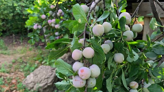 Close-up of ripening pale green and pinkish Greengage (Reine Claude) plums hanging on a branch in a rural orchard in Iași, Romania.