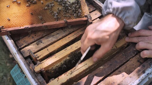 Beekeeper at work. Inspecting and rearranging  the blood nest