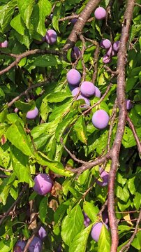 Close-up of ripe purple Stanley plums hanging on leafy tree branches under bright natural sunlight in a rural orchard in Iași, Romania.