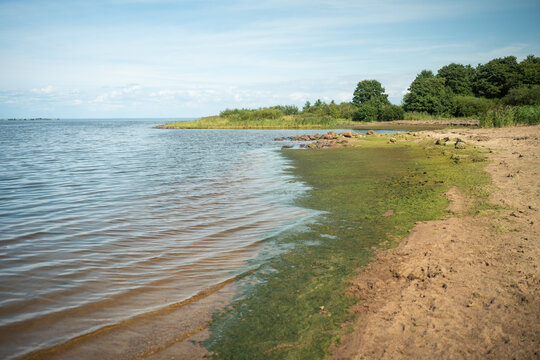 Summer season algae bloom in sea, thick layer of slime algae and organic mud near shore at beach, algae covering sandy coastline, ecological disaster, polluted shoreline water, ecosystem damage.