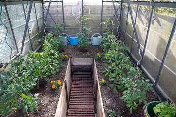 Une serre de jardin en verre et aluminium aménagée avec une allée centrale surbaissée bordée de planches en bois, et plantée de plusieurs pieds de tomates accompagnés de quelques œillets d'Inde. © AGDER