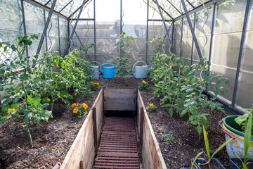 Une serre de jardin en verre et aluminium aménagée avec une allée centrale surbaissée bordée de planches en bois, et plantée de plusieurs pieds de tomates accompagnés de quelques œillets d'Inde. © AGDER