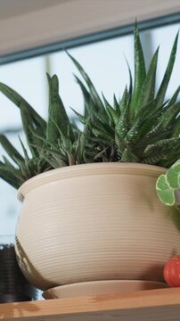 Close up of various potted plants on wooden shelf indoors. Beige ribbed ceramic pot holds agave plant accompanied. Background includes glass door or window dark cylindrical object