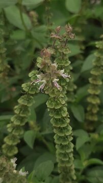 Close-up vertical footage of a flowering basil plant showing a tall flower spike covered with tiny white tubular flowers, developing flower clusters, and green leaves.