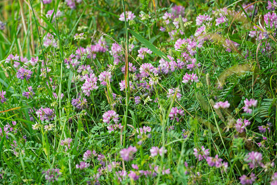 A lush green meadow filled with blooming pink crown vetch flowers, creating a natural floral pattern in the countryside.