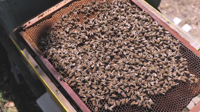 Bee hive frame. Bees sit on a frame