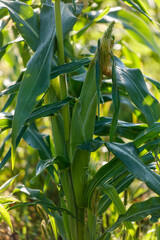 Fototapeta premium Young corn plant with green stalk and leaves
