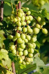 Naklejka premium Green grapes hang from a vine