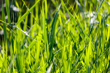 Naklejka premium Vibrant green grass blades glisten with dew