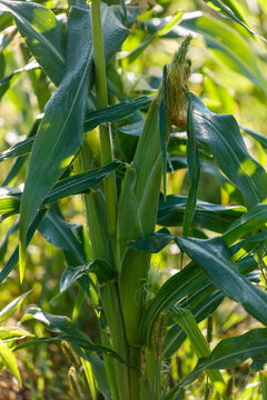 Young corn plant with green stalk and leaves