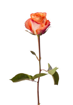 Coral orange Rose with  pink petal edges isolated on white background.